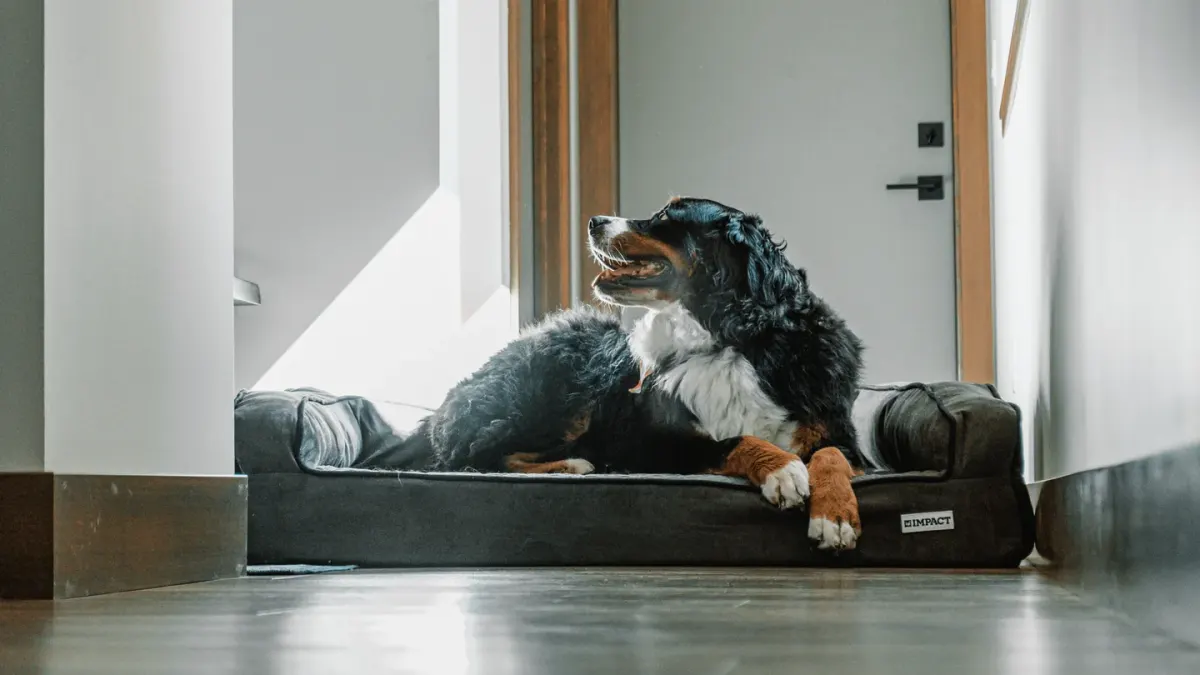 A senior mixed-breed dog pushing up off a dog bed with visible effort