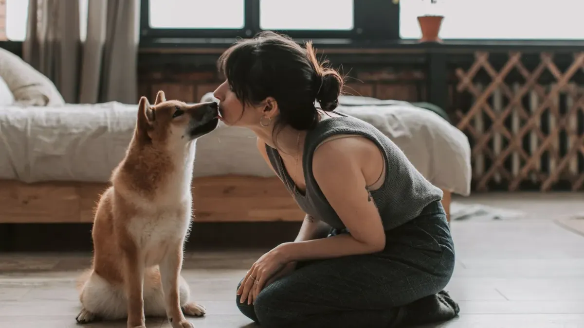 A senior mixed-breed dog pushing up off a bed, weight shifted onto the front legs