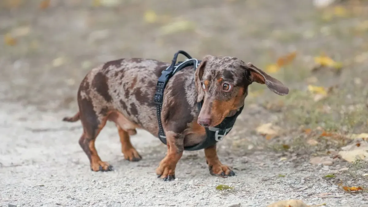 A small dog on a short leash walking slowly along a garden path