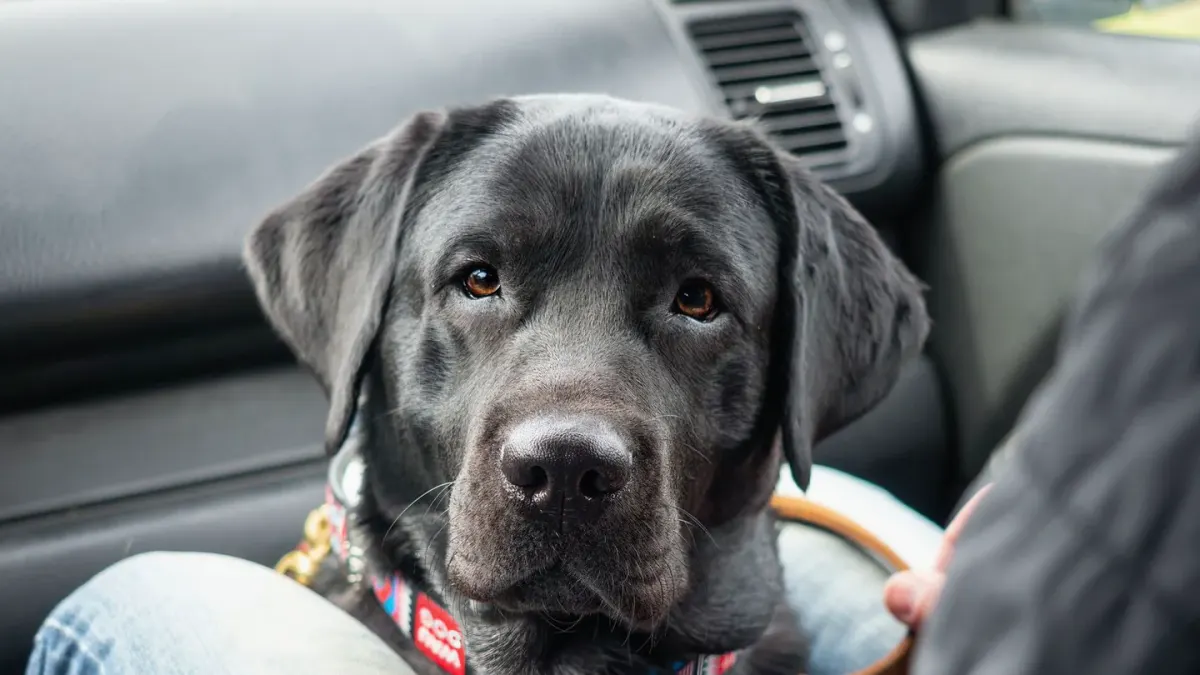 A small dog standing on the back seat of a car, looking toward the window