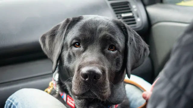 A small dog standing on the back seat of a car, looking toward the window