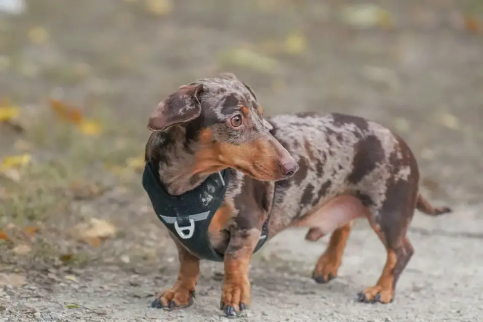 A small senior dachshund walking at a slower pace on a sidewalk