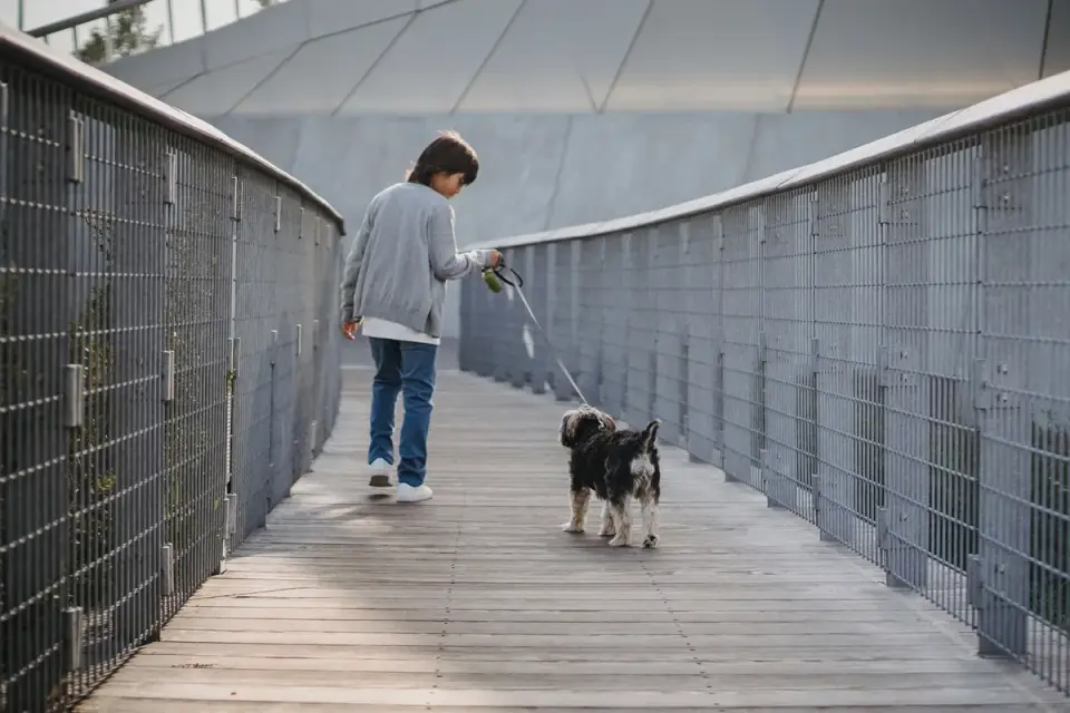 A small terrier walking briskly on a sidewalk beside its owner