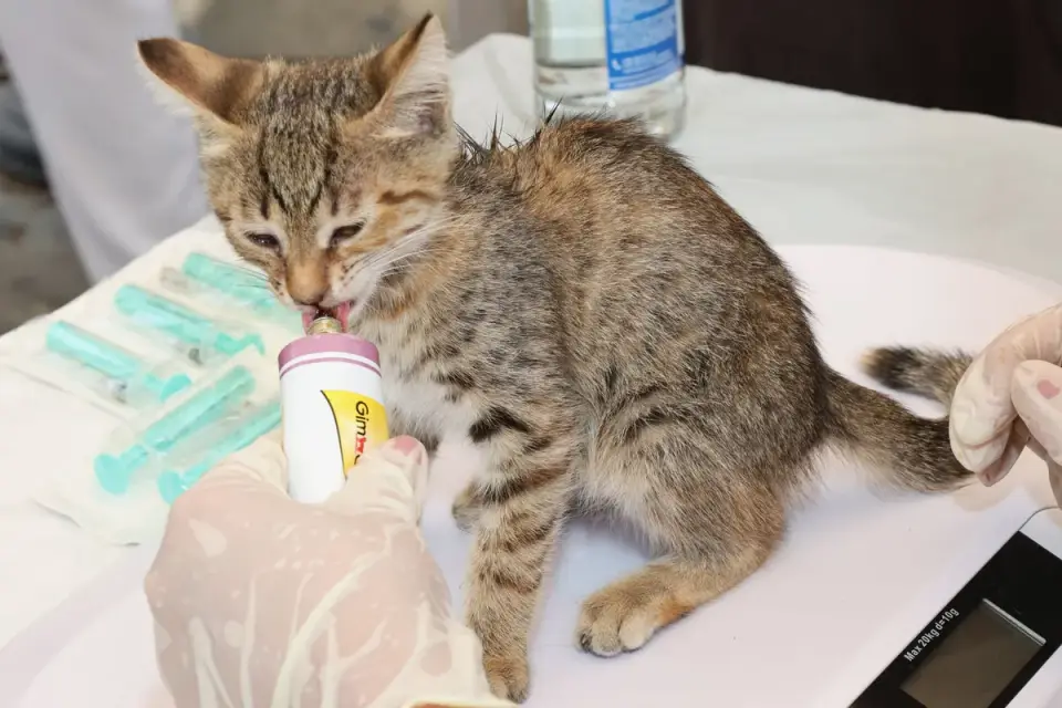 A veterinarian examining a can label in an exam room
