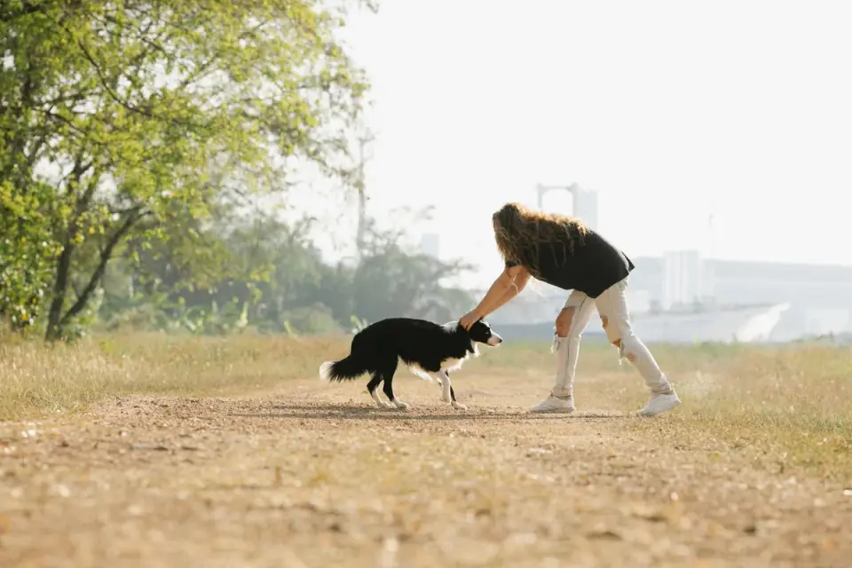A veterinarian gently examining a dog&#x27;s hip and rear leg mobility during a checkup