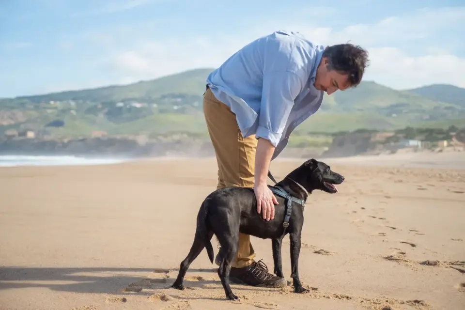 A veterinarian gently flexing a dog&#x27;s hip during a mobility exam