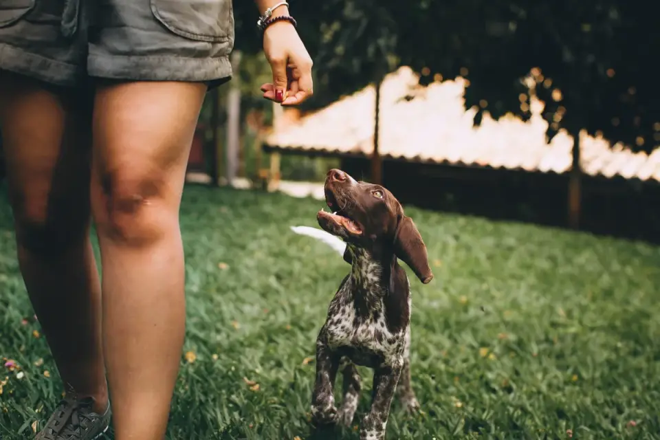 A veterinarian palpating a dog&#x27;s hip and hind leg during an exam