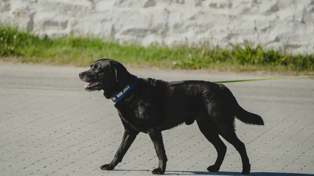A young Labrador puppy walking on a leash beside its owner on a grass path