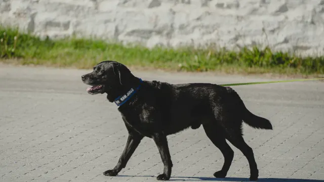 A young Labrador puppy walking on a leash beside its owner on a grass path