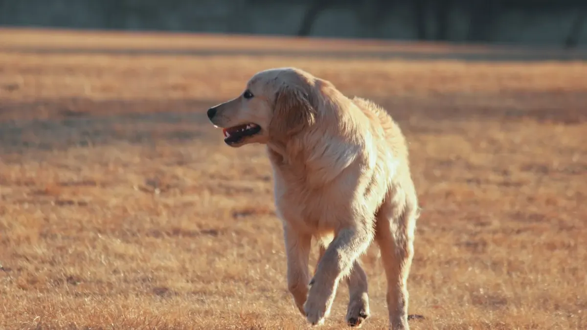 A young Labrador Retriever puppy walking across a grassy yard
