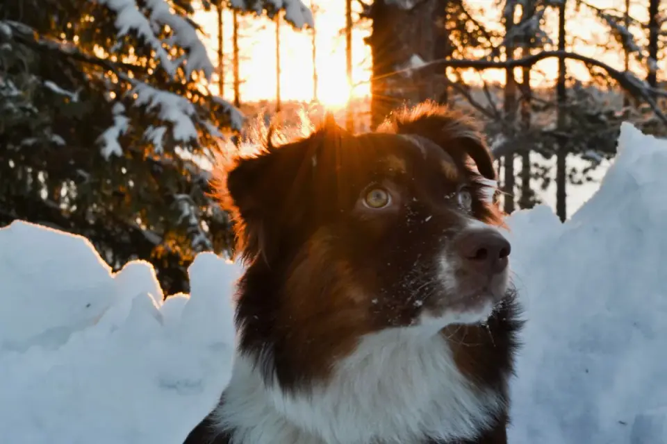 An Australian Shepherd climbing a short flight of stairs one step at a time