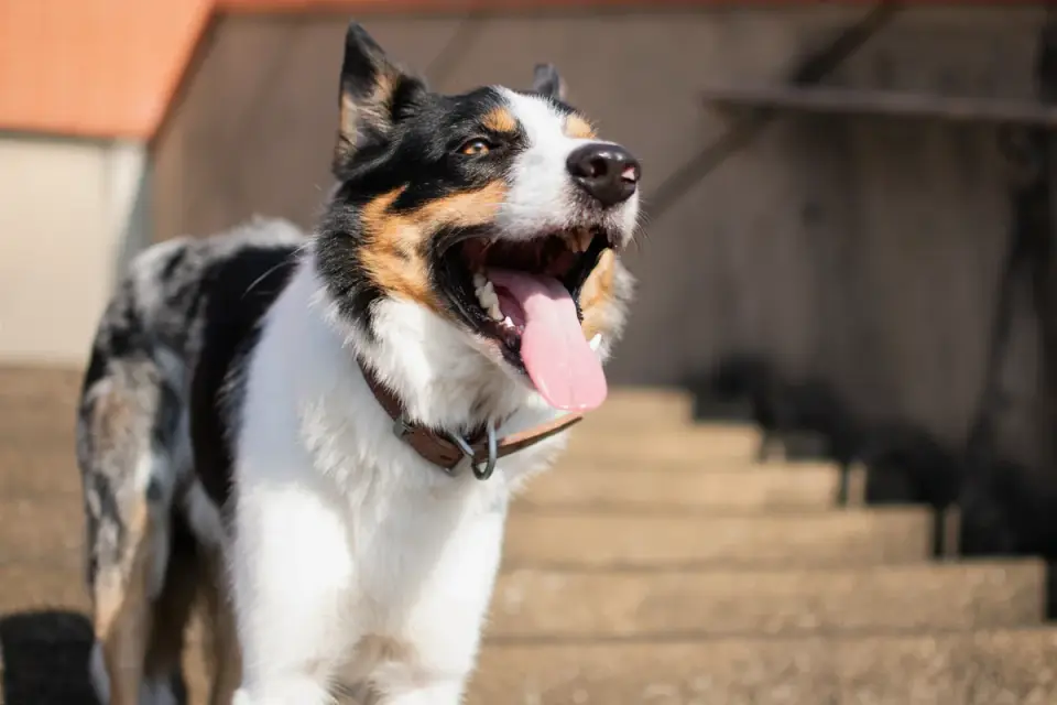 An older dog climbing a short set of outdoor stairs