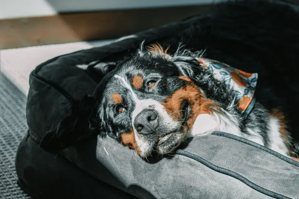 An older dog lying on a dog bed after a walk, looking relaxed