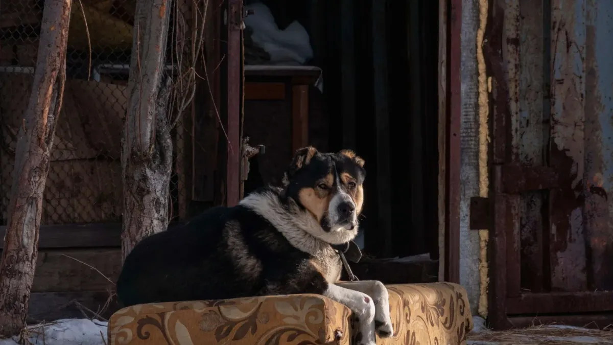 An older dog pausing at a snowy doorway before stepping outside