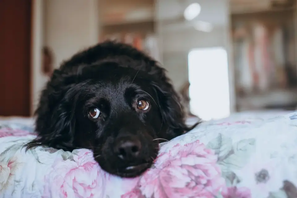 An older dog resting on a supportive bed after a short walk
