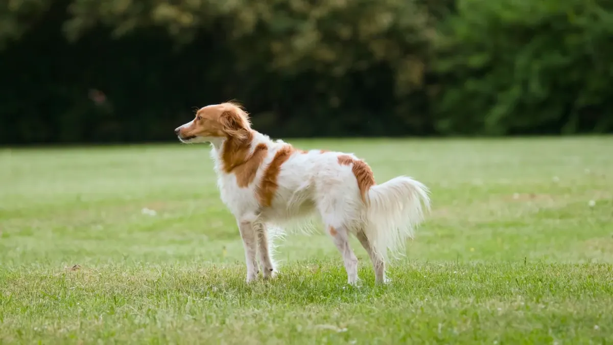 An older dog standing outdoors with a slightly sunken topline visible along the spine