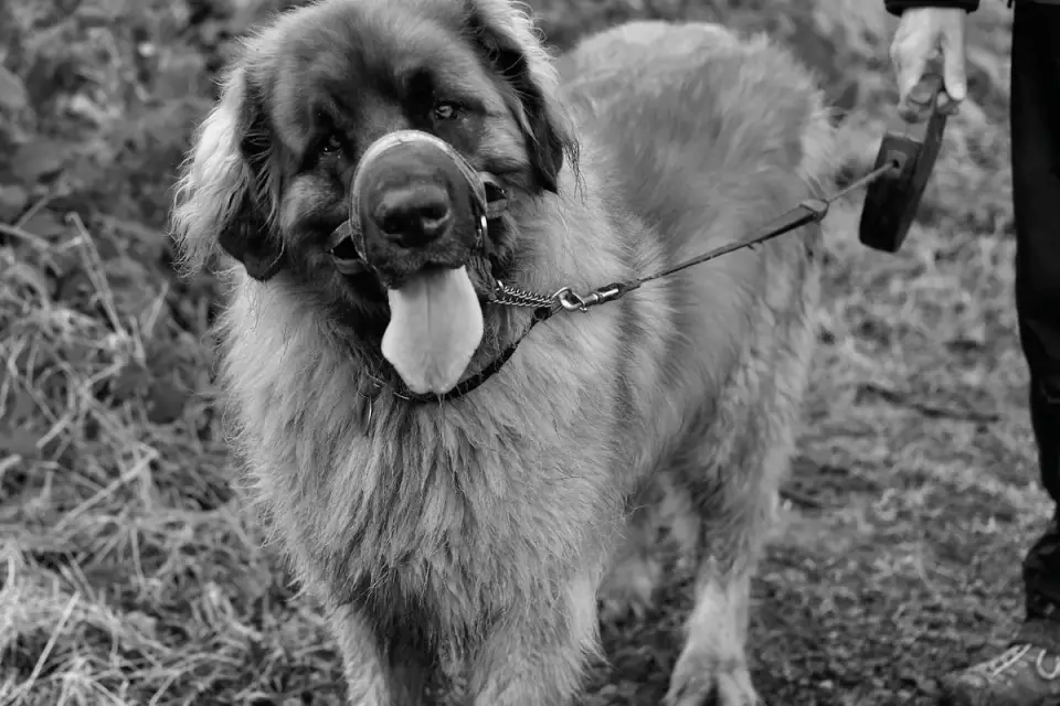 An older dog walking slowly up a gentle grassy hill on leash