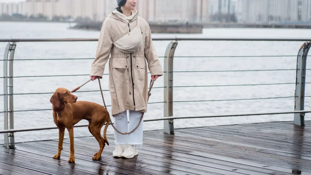 An owner walking two dogs of different sizes on separate leashes along a sidewalk
