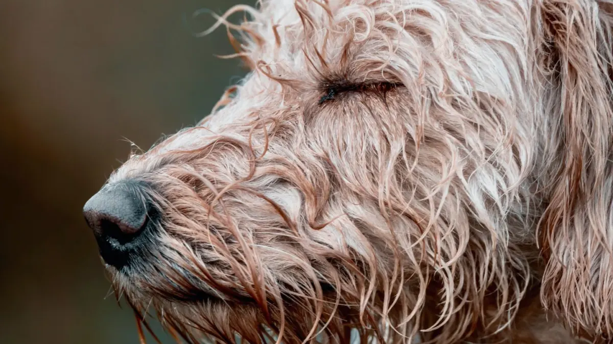 Dog close to a bowl