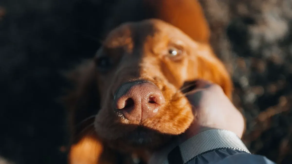 Dog close to a bowl