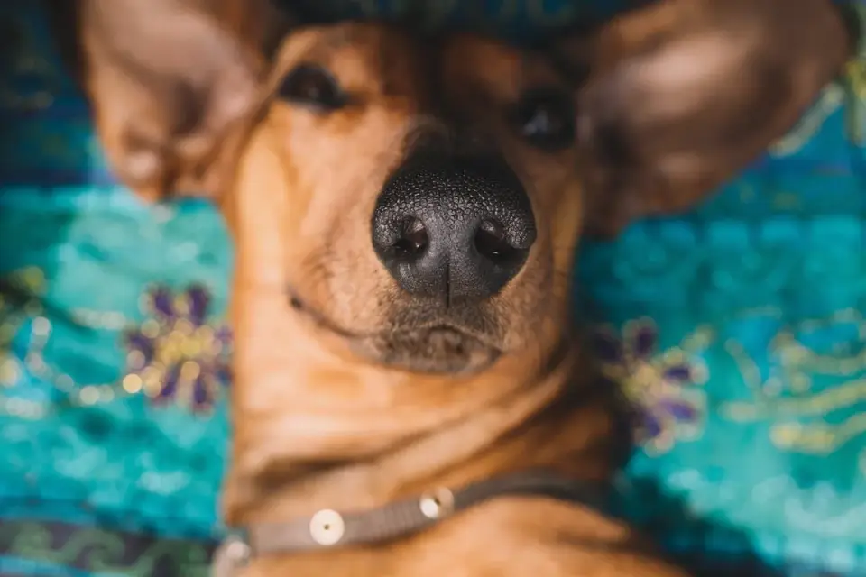 Dog close to a bowl