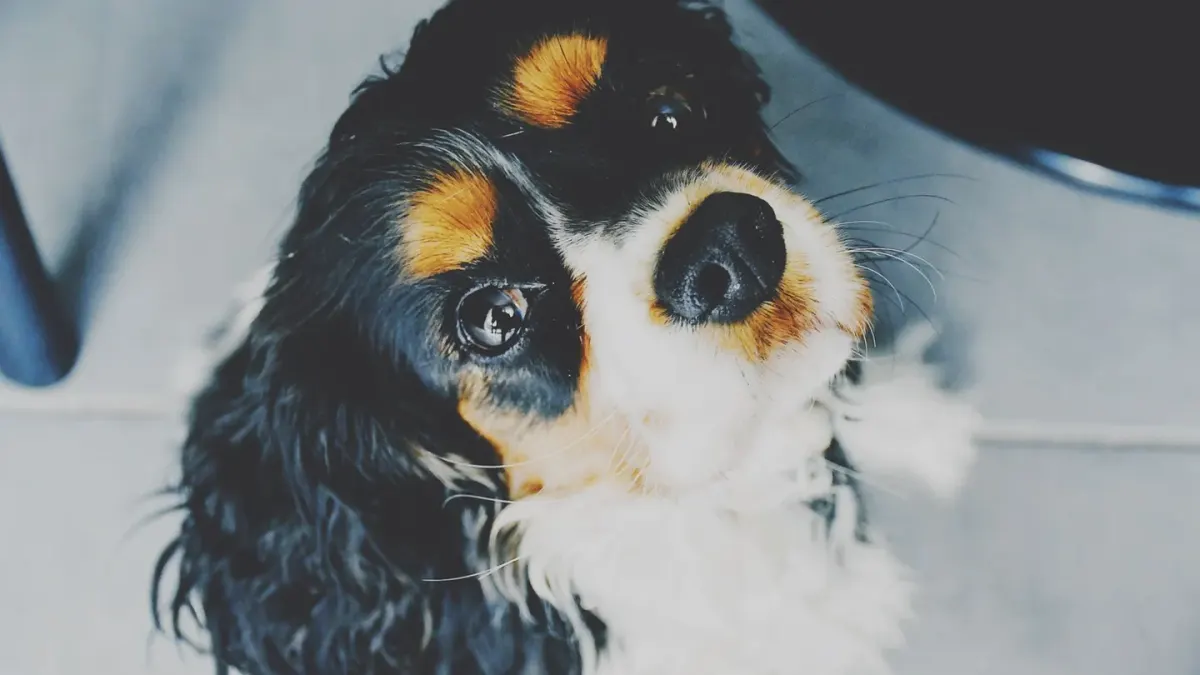 Dog eating from a bowl at home