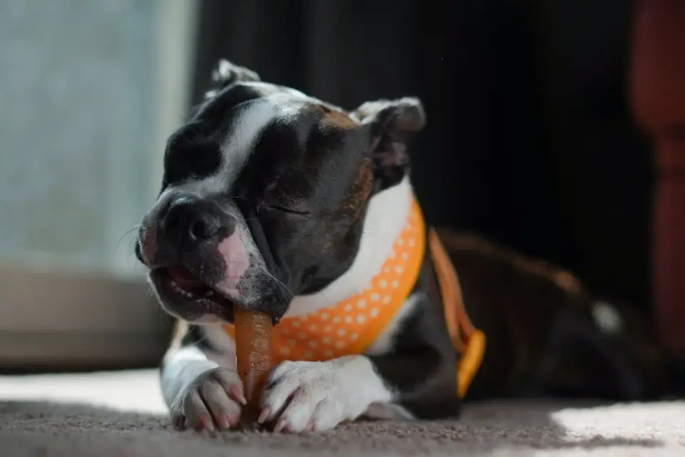 Dog eating from a bowl at home