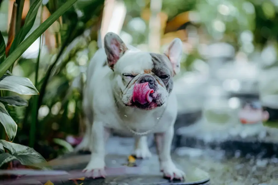 Dog eating from a bowl at home