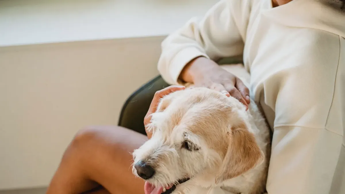 Dog in a kitchen with an owner