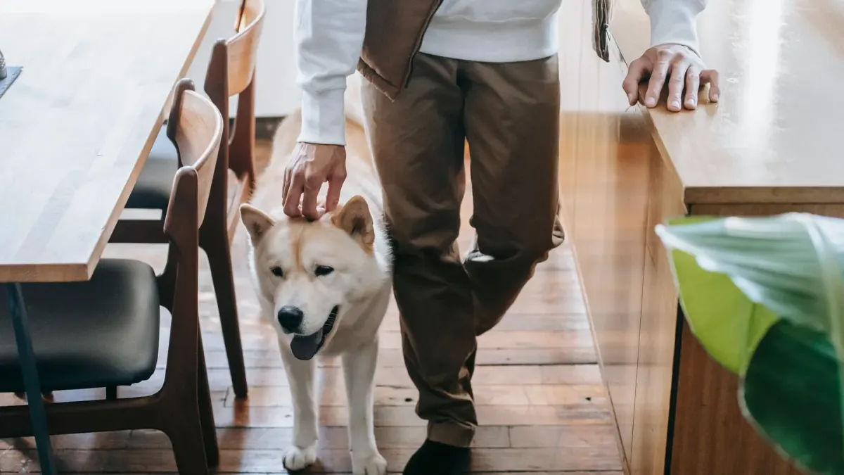Dog in a kitchen with an owner