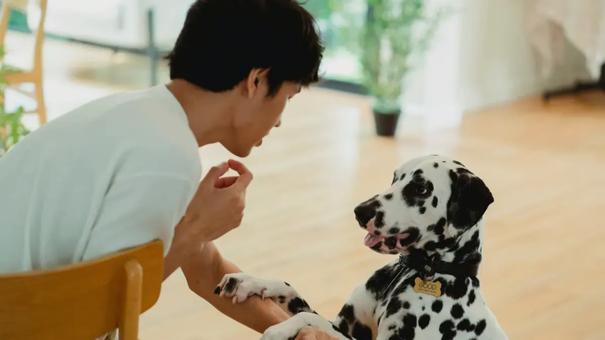 Dog in a kitchen with an owner