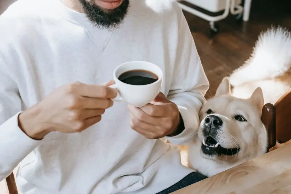 Dog in a kitchen with an owner