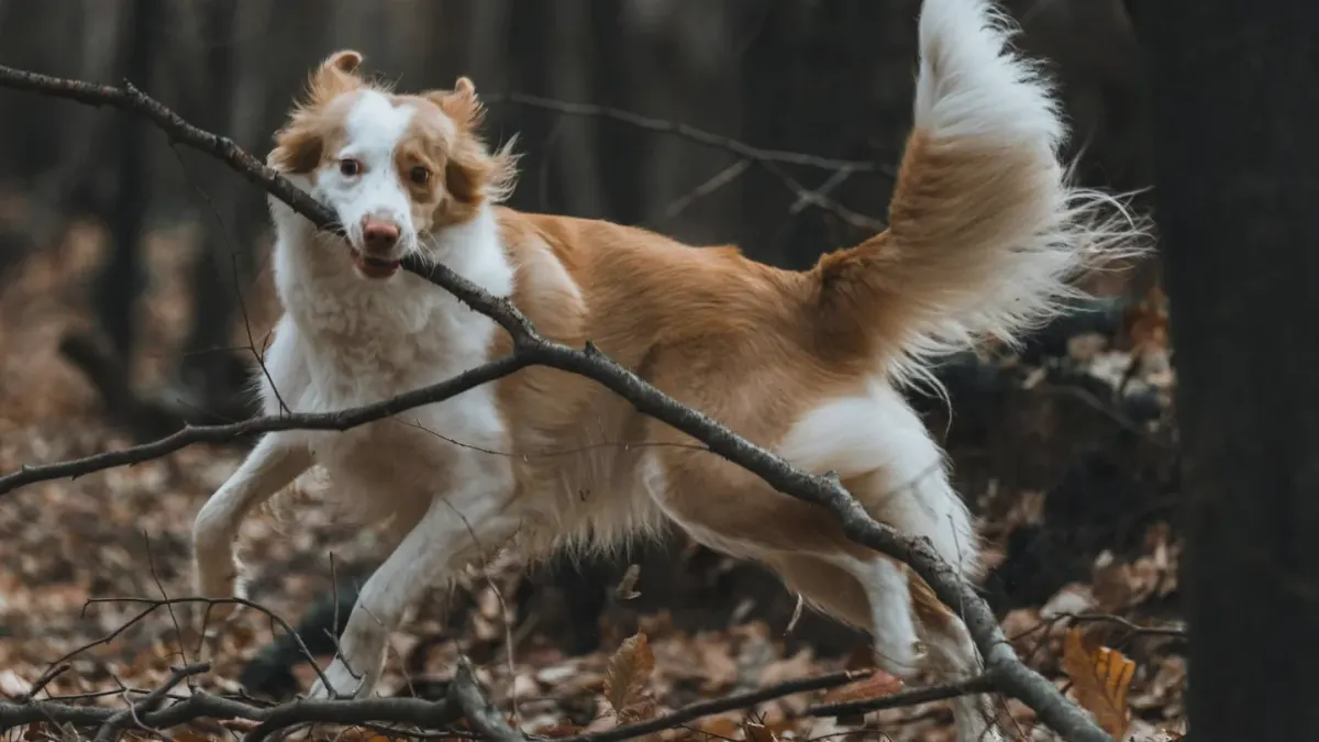 Dog on a hill trail