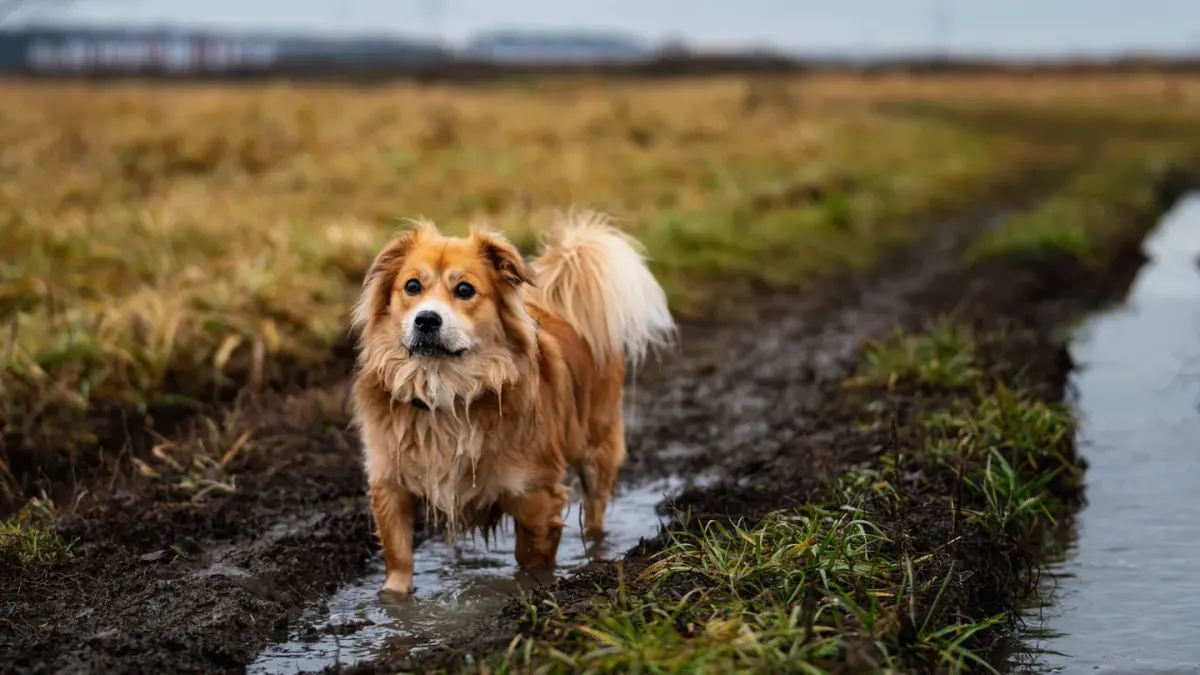 Dog on a hill trail