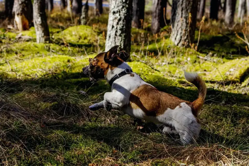 Dog on a hill trail