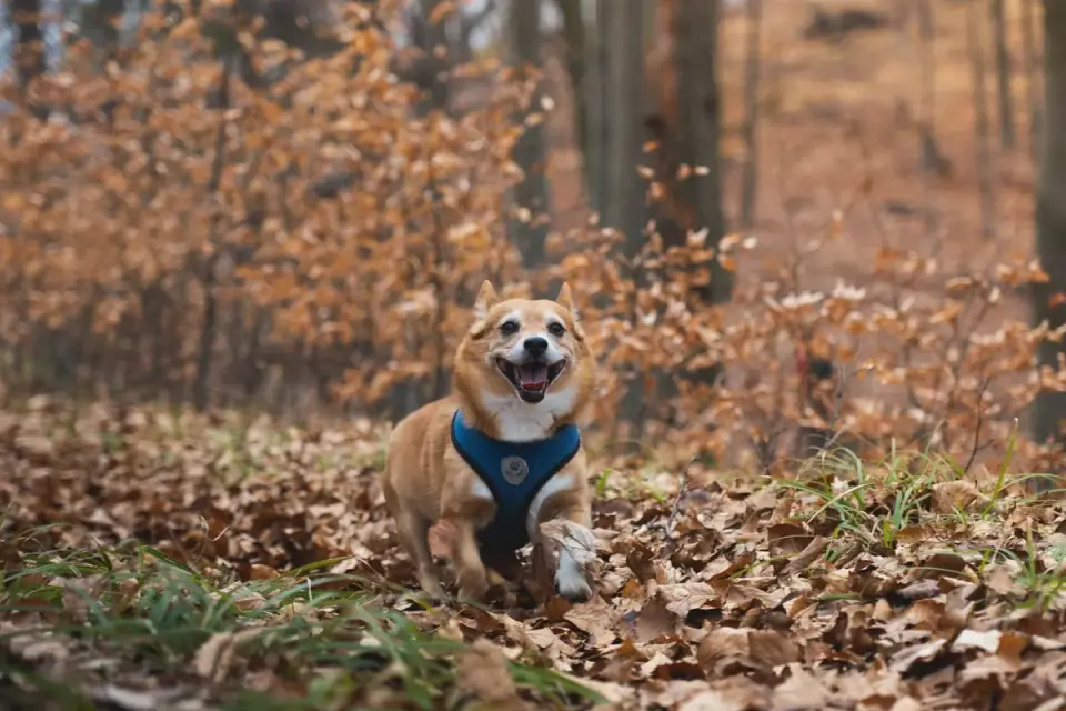 Dog on a hill trail
