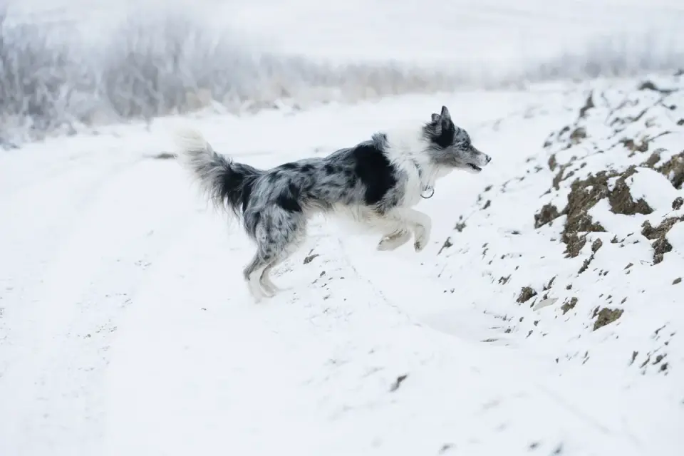 Dog on a hill trail