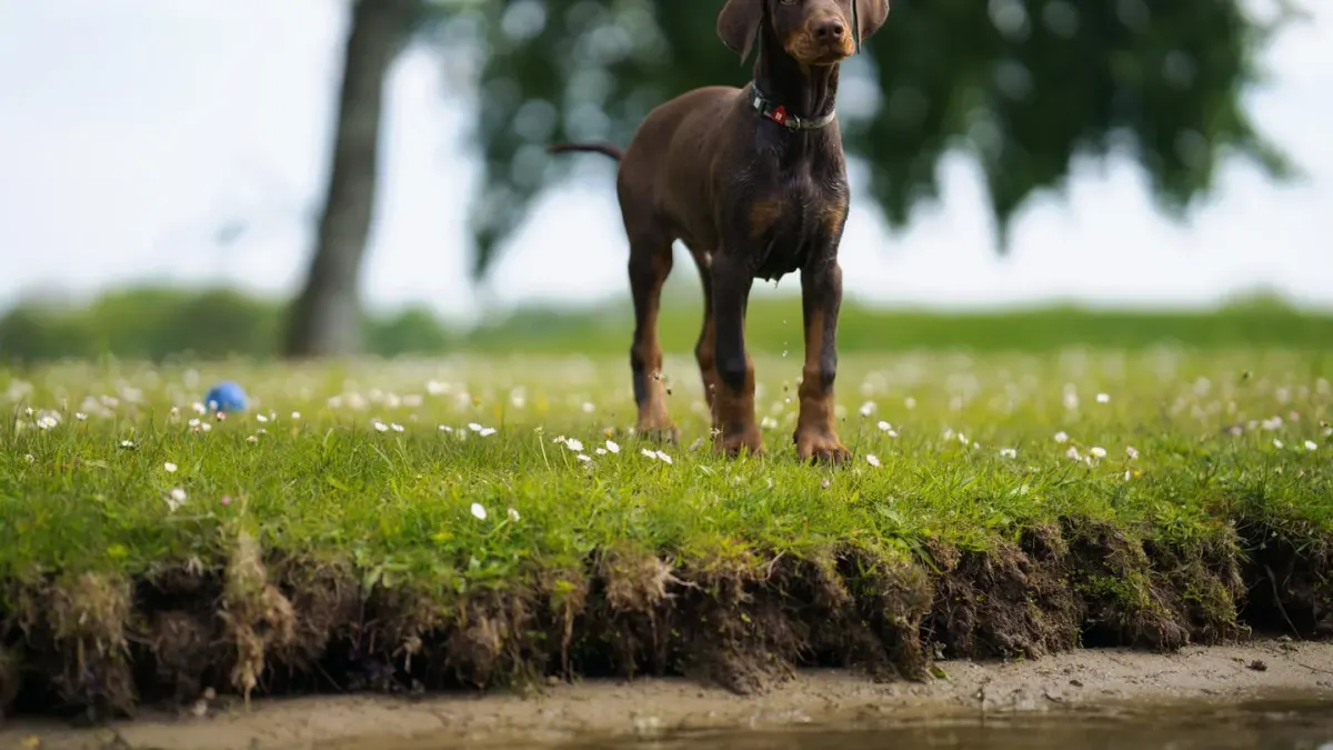 Dog on a log