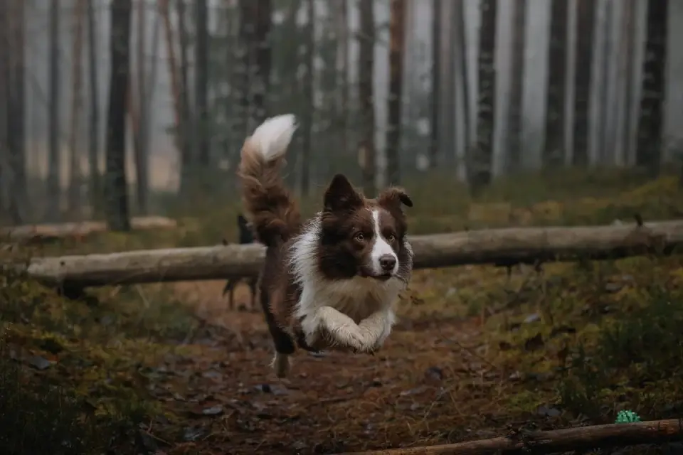 Dog on a log