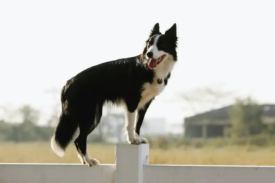 Dog on a log