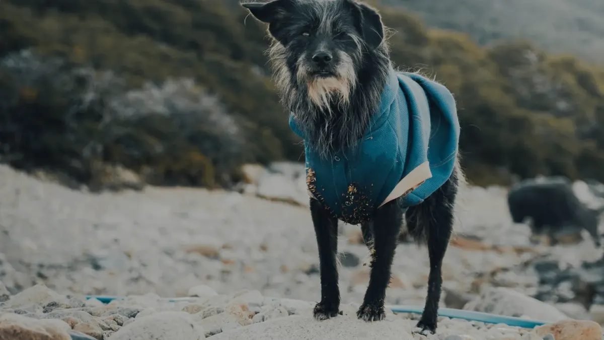 Dog on a log