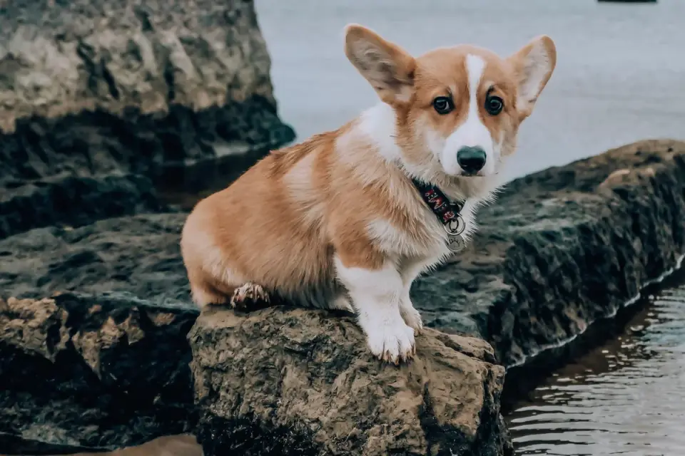 Dog on a log