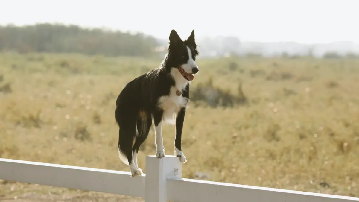 Dog on a log