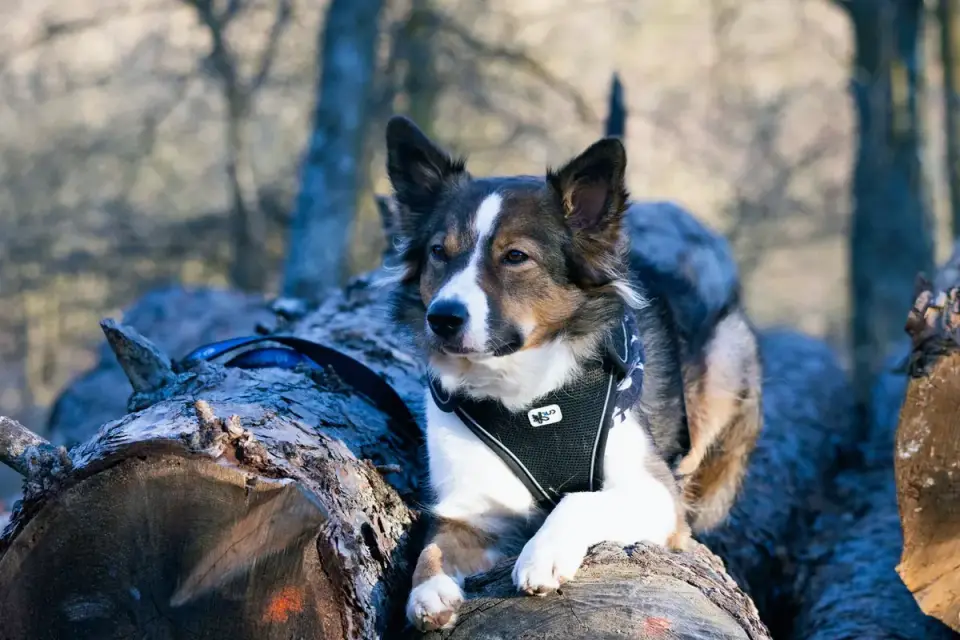 Dog on a log