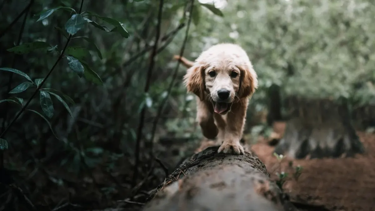 Dog on a ramp