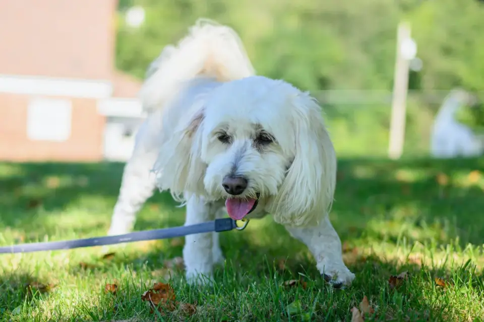 Dog on a ramp