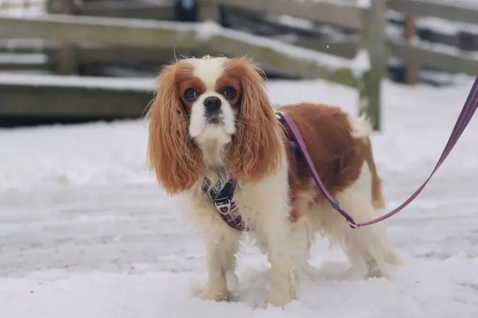Dog on a ramp