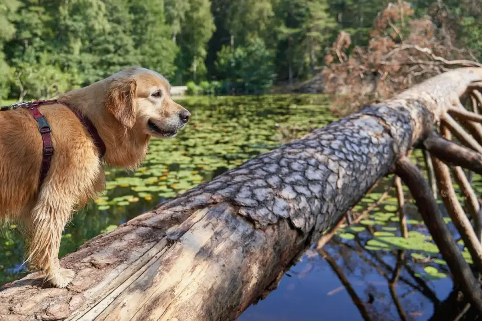 Dog on a ramp