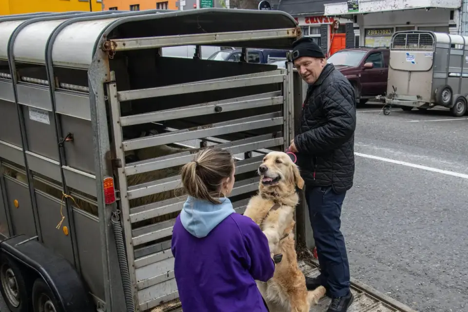 Dog on a ramp