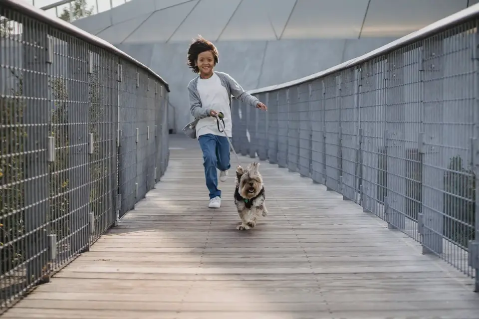 Dog on a ramp